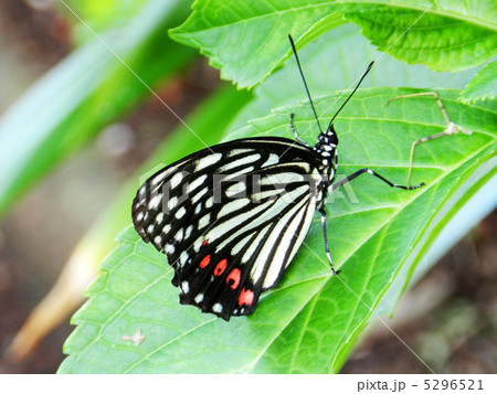 アカボシゴマダラ(赤星胡麻斑) アカボシゴマダラ(赤星胡麻斑) 5296521