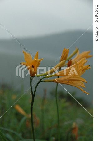 早朝の車山高原のキスゲ 早朝の車山高原のキスゲ 5296551