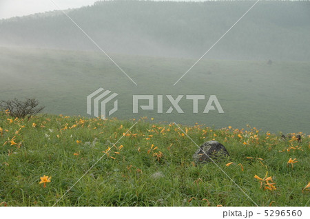 早朝の車山高原のキスゲ 早朝の車山高原のキスゲ 5296560