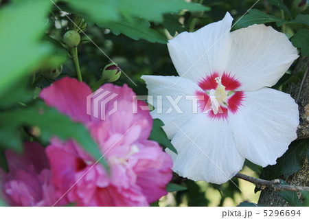 むくげの花　二色 5296694