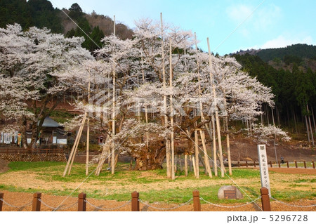 岐阜県本巣市の淡墨桜 岐阜県本巣市の淡墨桜 5296728