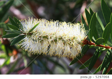 白花ブラシの木 白花ブラシの木 5297068