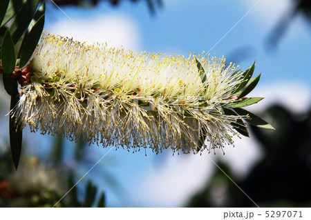 白花ブラシの木 白花ブラシの木 5297071