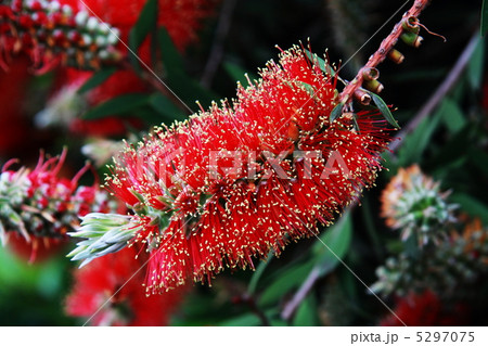 ブラシの木 ブラシの木 5297075