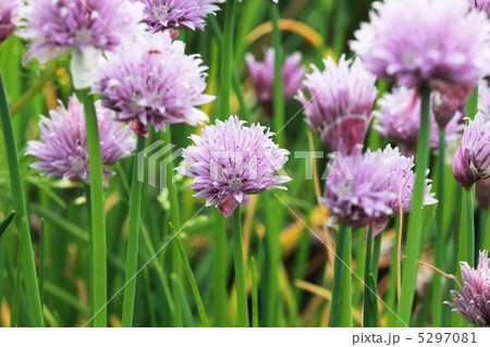 チャイブ 5297081