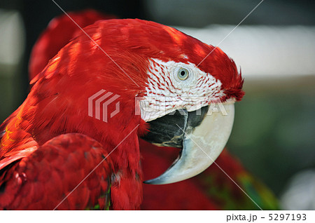 アカコンゴウインコ 5297193