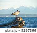 海辺のカモメ 5297366