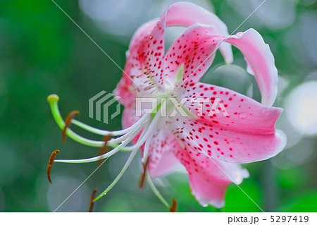 鹿の子百合・ピンク　シマカノコ 5297419