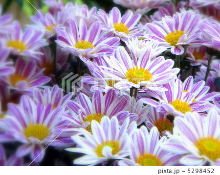 コギク（スプレー菊） 5298452