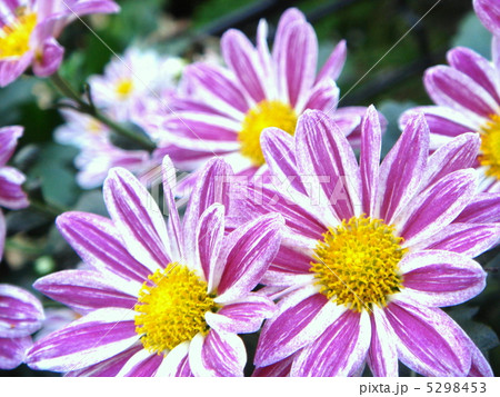 コギク（スプレー菊） 5298453