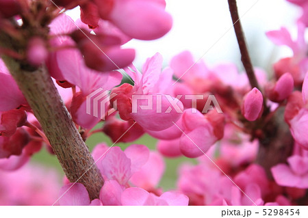 ハナズオウ 5298454