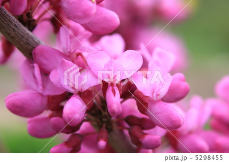 ハナズオウ 5298455