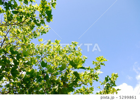 プラタナス　 5299861