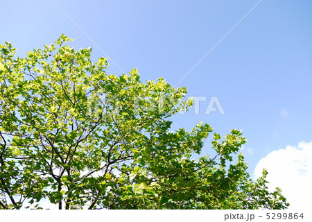 プラタナス 5299864