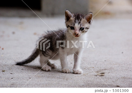 子猫 5301300