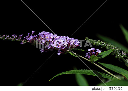 ブットレア 5301394