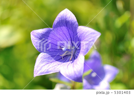 ききょうの花。 5301403