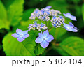 アジサイ 5302104