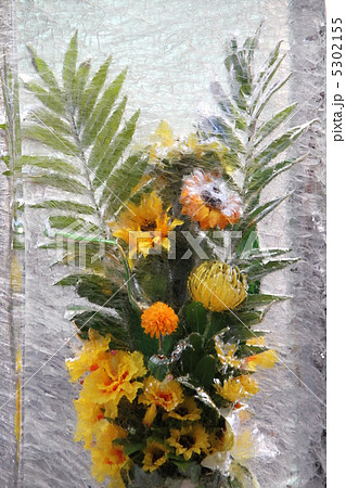 氷柱花の写真素材