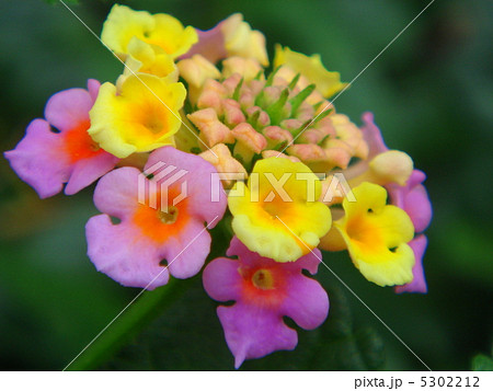 ランタナ ランタナ 5302212