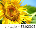 向日葵 5302305