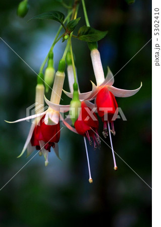 フクシア 5302410