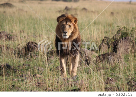 ケニアマサイマラ　野生の王者ライオン 5302515