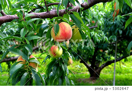 桃の木と実 成熟期の桃の写真素材