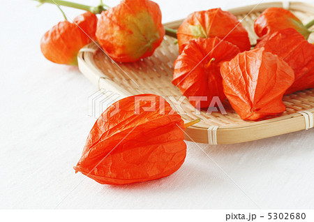 ほおずき ほおずき 5302680