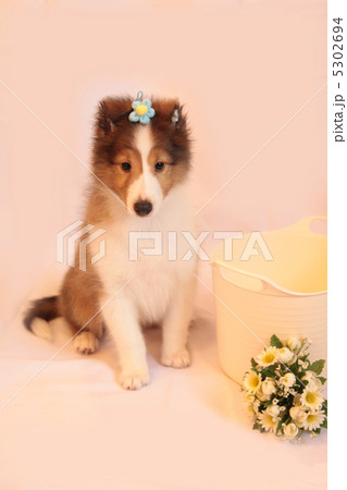 お座りするシェルティの仔犬 5302694