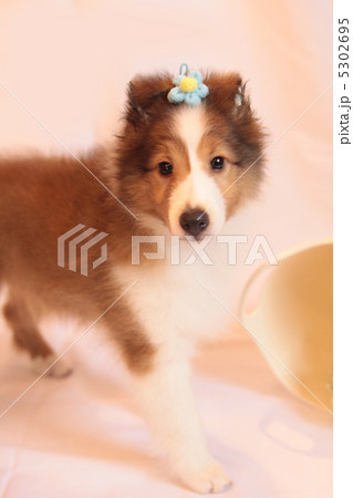シェルティの仔犬 5302695