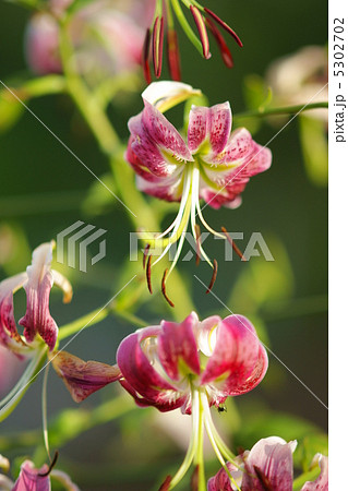 赤鹿の子百合 5302702