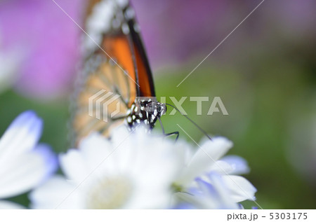 蝶の楽園 蝶の楽園 5303175