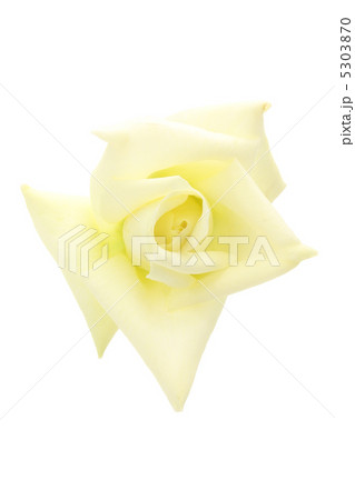 バラ・そどおり姫 5303870