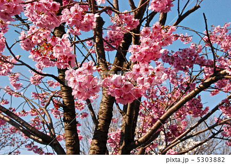 満開の桜（豊顕寺市民の森／神奈川県横浜市神奈川区） 5303882