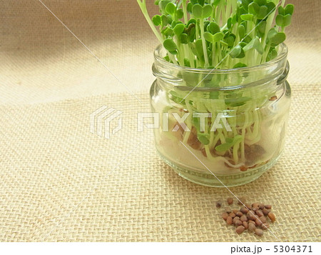 空きビンを再利用して栽培したかいわれ大根の写真素材