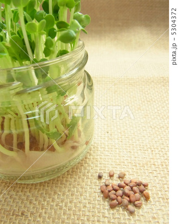 発芽したかいわれ大根と種の写真素材