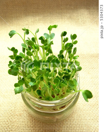 空きビンを再利用して栽培したかいわれ大根の写真素材