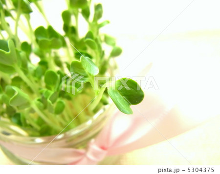 かいわれ大根 5304375