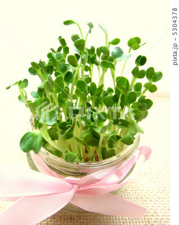 かいわれ大根 5304378