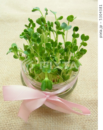 かいわれ大根 5304381