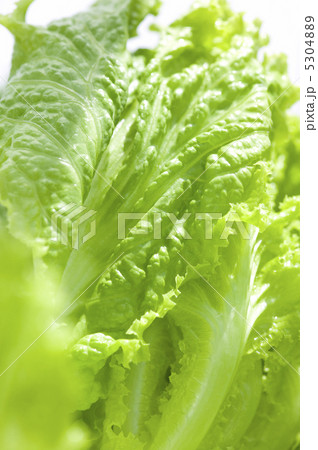 レタス 5304889
