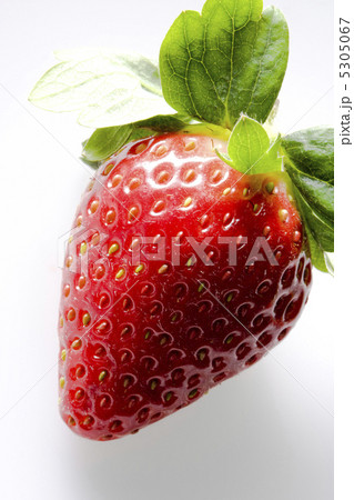 イチゴ イチゴ 5305067