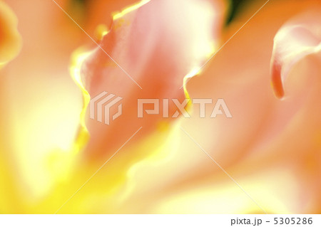 グロリオーサ 5305286