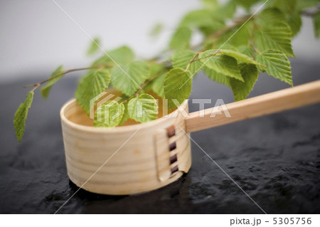 ヒメミズキ 5305756