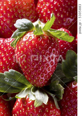 イチゴ イチゴ 5305883