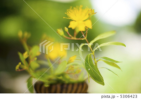 ビョーヤナギ 5306423