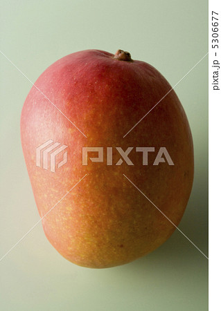 マンゴー マンゴー 5306677