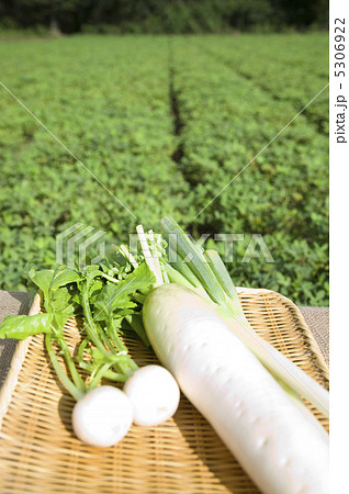 野菜 野菜 5306922