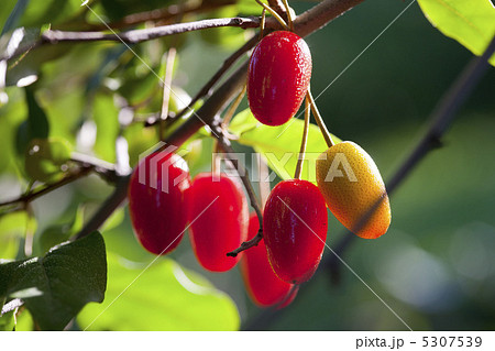 ナツグミ ナツグミ 5307539